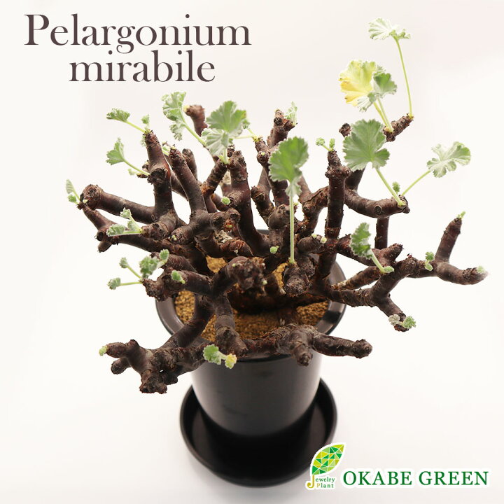 楽天市場】観葉植物 【超希少品種】 ペラルゴニウム ミラビレ 【現品 