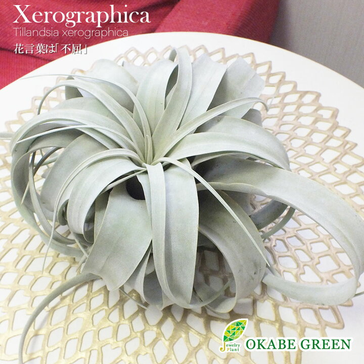 楽天市場 エアプランツ キセログラフィカ ティランジア Lサイズ 幅約25ｃｍ 壁掛け 吊り下げ 人気 エアープランツ 観葉植物 母の日 ギフト おしゃれ 育てやすい ハンギング 丈夫 インテリア ロスフラワー企画 岡部グリーン有限会社