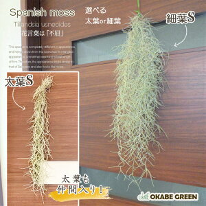 ウスネオイデス エアプランツ 農業資材 ガーデニング用品の通販 価格比較 価格 Com