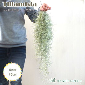 【店内全品P5倍決算セール3/31まで】 観葉植物 スパニッシュモス L 細葉 中葉 ウスネオイデス 大きいサイズ エアプランツ ティランジア エアープランツ 壁掛け 吊り下げ 人気 おしゃれ インテリア 送料無料