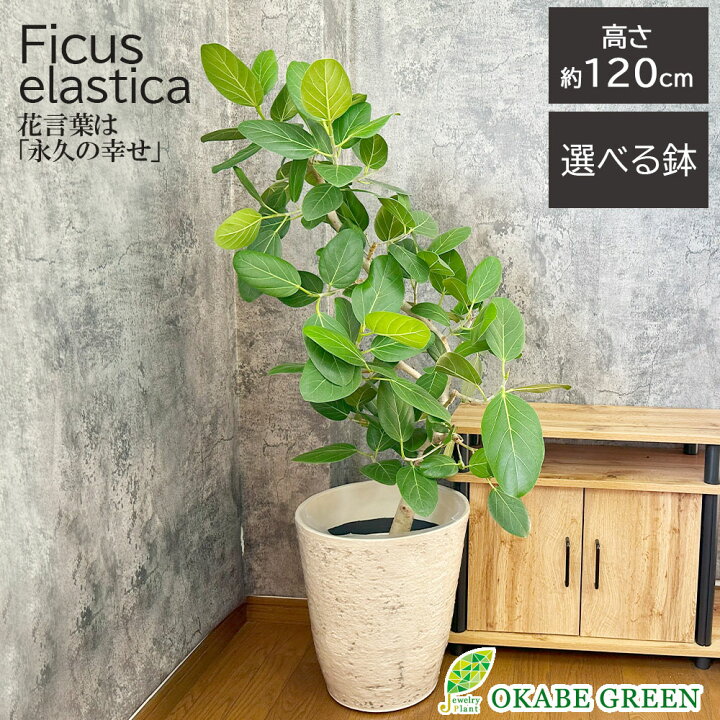 楽天市場】観葉植物 小さい ゴムの木 ベンガレンシス 幹曲がり 