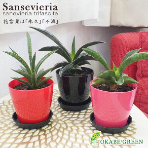 観葉植物 サンスベリア 花 観葉植物の人気商品 通販 価格比較 価格 Com 観葉植物 サンスベリア 花 観葉植物の人気商品 通販 価格比較 価格 Com