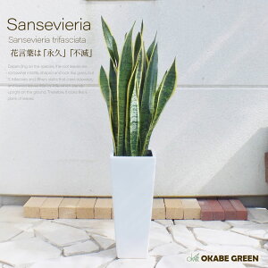 【店内全品2個同時購入10%OFFクーポン配布中】 観葉植物 大型 サンスベリア 選べるサイズ 6号 8号 選べる鉢 白黒ロング陶器鉢 ラッピング無料 おしゃれ 鉢植え 人気 お祝い 誕生日 敬老 ギフ