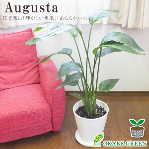 観葉植物 オーガスタ 8号の人気商品 通販 価格比較 価格 Com