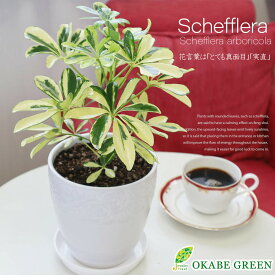 【お得クーポン配布中】 観葉植物 シェフレラ ホンコンカポック ハッピーイエロー 5号 素敵な白い薔薇陶器鉢 ラッピング無料 受皿付 観葉植物 ヤドリフカノキ おしゃれ お祝い 誕生日 敬老 ギフト プレゼント 引越祝 新築祝 インテリア 送料無料