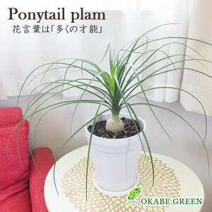 観葉植物 トックリラン Diy 工具の人気商品 通販 価格比較 価格 Com