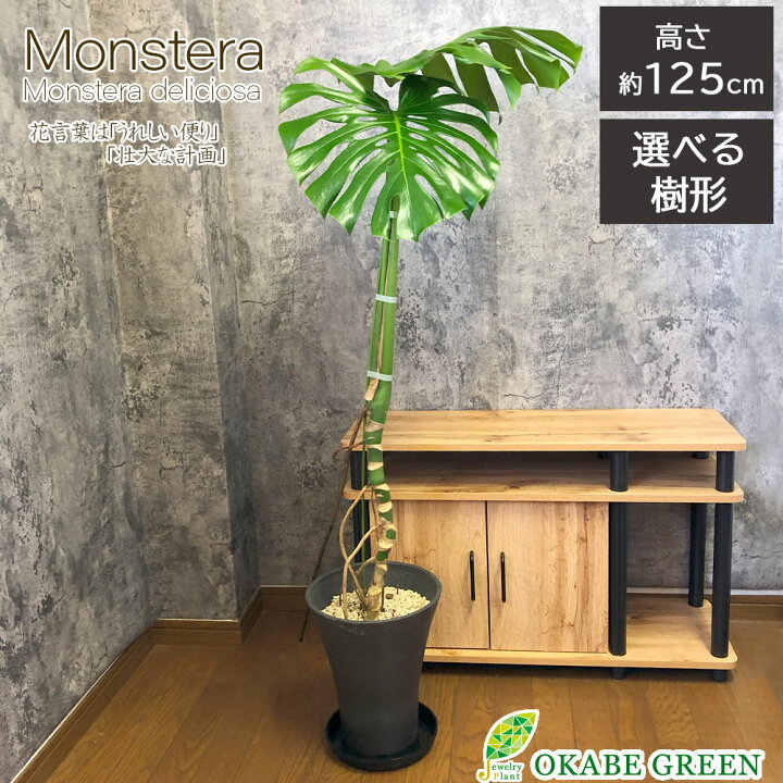 楽天市場】【お得クーポン配布中】 観葉植物 大型 モンステラ 