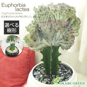 yXSi2w10OFFN[|zzz ϗtA [tHrA LO }nW yiz ۓ픫 8 Mt fRWt A A j a hV Mtg 