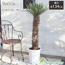 観葉植物 大型 屋外 ユッカ フィリフェラ 10号 【現品】 プラスチック鉢 ラッピング無料 受皿付 ロックガーデン 地植えおしゃれ お祝い 開店祝 開業祝 引越祝 新築祝 贈り物 インテリア 送料無料