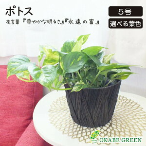 ϗtA |gX C O[ }[u 5   bsO Mt ޑIׂ lC  A j a hV Mtg v[g 蕨 CeA 