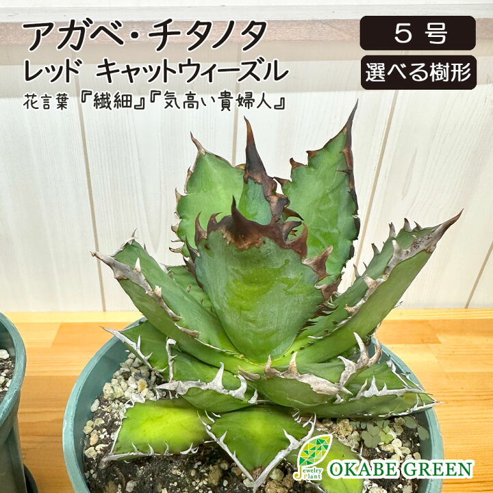 楽天市場】観葉植物 アガベ チタノタ レッド キャットウィーズル 5号 