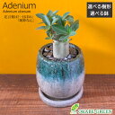観葉植物 アデニウム アラビカム 4号 受皿付 【現品】 ラッピング無料 選べる樹形 選べる鉢 黒デコジャリ付 塊根植物 多肉植物 コーデックス 人気 おしゃれ 鉢植え お祝い 誕生日 贈り物 インテリア 送料無料