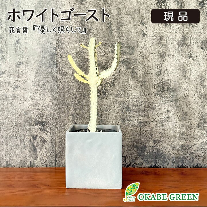 楽天市場】【母の日早割店内全品5％OFF】 観葉植物 ユーフォルビア 