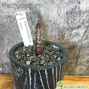 【店内全品2個同時購入10%OFFクーポン配布中】 観葉植物 小さい パキポディウム バロニー 選べる樹形 【現品】 3号 ラッピング無料 黒陶器鉢 ソーサー付 黒デコジャリ小付 多肉植物 塊根植