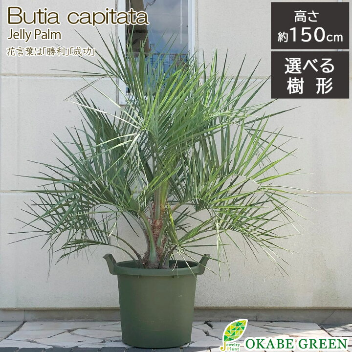 楽天市場】母の日 観葉植物 大型 屋外 ココスヤシ 選べるサイズ 10号 