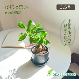 yN[|zzz KW} ϗtA  ~j tBJX 3.5 |bg A bsO ܂ KW}̖  a hV Mtg v[g JXj 