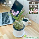 観葉植物 小さい 富貴蘭 風蘭 蘭 苔玉 選べる 白の丸筒陶器鉢 ラッピング無料 鉢植え ピンク花 ソーサー付 珍しい おしゃれ 小さい お祝い 誕生日 お歳暮 ギフト プレゼント フウキラン フウラン 送料無料 風蘭