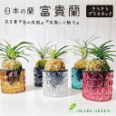 【店内2個同時購入10％OFFクーポン配布中】 観葉植物 小さい 富貴蘭 風蘭 蘭 選べるキラキラプラスチック器 ラッピング無料 白花 白麗 大鷹丸 青龍 長州殿 鉢植え 珍しい おしゃれ お祝い 誕生日 ギフト プレゼント 開店祝 新築祝 フウキラン フウラン 送料無料 風蘭
