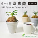 【2個同時購入10％OFFクーポン配布中】 観葉植物 小さい 富貴蘭 風蘭 蘭 エコポット 選べる色 ラッピング無料 黒受皿付 麒麟丸 玉金剛 兜丸 翠華殿 麒麟丸 白花 鉢植え 珍しい おしゃれ お祝い 誕生日 お歳暮 ギフト プレゼント フウキラン フウラン 送料無料 風蘭