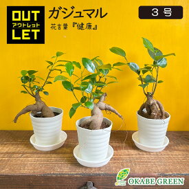 【店内2個同時購入10％OFFクーポン配布中】 観葉植物 小さい ミニ ガジュマルの木 がじゅまる フィカス 小さい 3号 鉢植え アウトレット 【961円OFF】 白セラアート鉢 おしゃれ 花言葉 多幸の木 がじゅまる ご自宅用 送料無料 [白2]