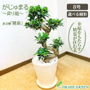 【店内全品2個で10%OFFクーポン配布】 観葉植物 大型 ガジュマルの木 フィカス 昇り竜 8号 白セラアート鉢 開店祝 ラッピング無料 開店祝 鉢植え 縁起物 多幸の木 幹曲がり おしゃれ 人気 お祝い 誕生日 ギフト プレゼント 送料無料 【白】