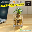 観葉植物 ハイドロカルチャー ガジュマル ベージュゼオライト 土を使わない ミニ 観葉 誕生日 ギフト プレゼント 初心者 小さい おしゃれ 開店祝 風水 卓上 玄関 インテリア 送料無料