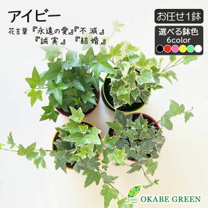 ϗtA  ACr[ 3.5 J[vX`bN bsO C1 zCg_[ WFeB[ o[{u  A lC j a hV Mtg v[g 