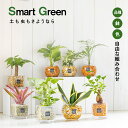 【2個同時購入10％OFFクーポン配布中】 観葉植物 ハイドロカルチャー ゼオライト 土を使わない 選べる品種 お任せ セ…