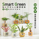 観葉植物 お中元 ハイドロカルチャー ゼオライト 土を使わない 選べる品種 お任せ セット ミニ 観葉 パキラ ガジュマ…