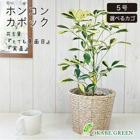 【お得クーポン配布中】 観葉植物 シェフレラ ホンコンカポック 斑入り 5号 ラッピング無料 選べる鉢カバー ベージュ 白竹 かご PPライナー付 バスケット 鉢カバー ヤドリフカノキ おしゃれ お祝い 誕生日 敬老 ギフト プレゼント 引越祝い新築祝