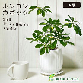 【お得クーポン配布中】 観葉植物 小さい シェフレラ ホンコンカポック 斑入り 4号 白陶器鉢 ラッピング無料 ソーサー付 ベラボン付 ヤドリフカノキ おしゃれ 鉢植え お祝い 誕生日 敬老 ギフト プレゼント インテリア 送料無料