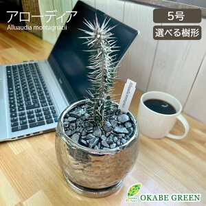 ϗtA 󏭕i A[fBA ^OibL[ 5 yiz Iׂ` bsO Vo[픫 \[T[t fRWt 򍪐A A R[fbNX  