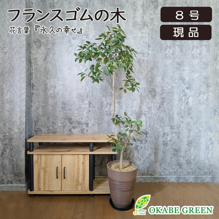 楽天市場】【決算セール店内全品5％OFFクーポン配布中】 観葉植物 