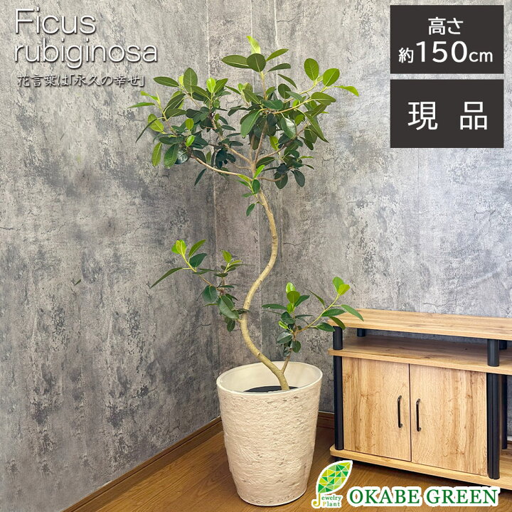 楽天市場】【マラソンお得クーポン配布中】 観葉植物 大型 ゴムの木  