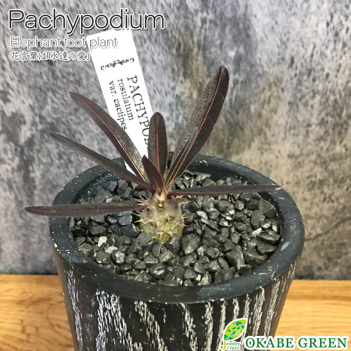 楽天市場】観葉植物 小さい パキポディウム ロスラーツム カクチペス 