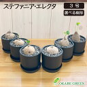 【希少品種】 観葉植物 ステファニア エレクタ 選べる樹形 【現品】 3号 黒ポット鉢 ラッピング無料 塊根植物 コーデックス レア品種 鉢植え お祝い 誕生日 贈り物 インテリア 送料無料 [黒2]