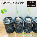 【希少品種】 観葉植物 ステファニア エレクタ 選べる樹形 【現品】 3号 黒ロング陶器鉢 ラッピング無料 塊根植物 コーデックス レア品種 鉢植え お祝い 誕生日 贈り物 インテリア 送料無料