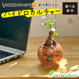 観葉植物 ハイドロカルチャー ガジュマル オレンジゼオライト 土を使わない ミニ 観葉 誕生日 敬老 ギフト プレゼント 初心者 小さい おしゃれ 開店祝 風水 卓上 玄関 インテリア 送料無料