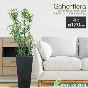 ϗtA ^ VFt zRJ|bN 7 yiz Iׂ` A[gXg[ bsO O[ Ȃ חt htJmL  A lC j a hV M