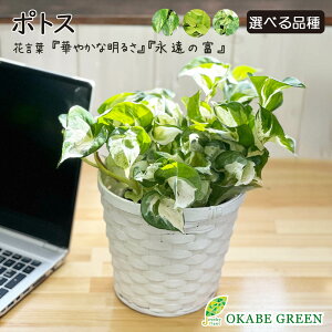 ϗtA |gX Iׂi O[ C }[u Xe[^X 5 bsO |Jo[ PPCi[t  A lC j a hV Mtg v[g 蕨 C