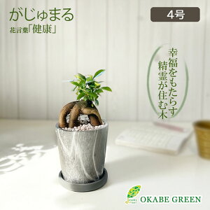 ガジュマル 観葉植物 小さい ミニ フィカス グレーマーブル陶器鉢 4号 ラッピング無料 がじゅまる ガジュマルの木 おしゃれ 誕生日 敬老 ギフト プレゼント お祝い 送料無料