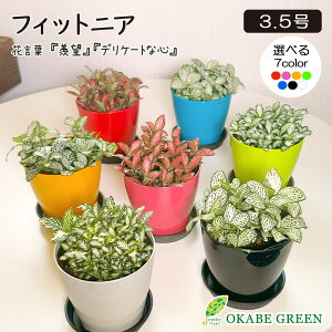 yXSi2w10OFFN[|zzz ϗtA  tBbgjA IׂtF 3.5 Iׂ J[vX`bN  lC  A j a hV Mtg v[