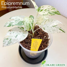 【マラソンお得クーポン配布中】 観葉植物 お中元 【希少品種】 エピプレムナム ピナツム マーブル 3.5号 プラスチック鉢 ラッピング無料 黒皿付 ハブカズラ 斑入り おしゃれ 鉢植え 人気 お祝い 誕生日 父の日 ギフト プレゼント 贈り物 インテリア 送料無料