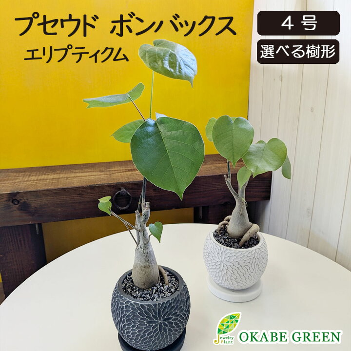 楽天市場】母の日 観葉植物 プセウド ボンバックス エリプティクム 4号 