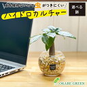 【店内全品2個で10%OFFクーポン配布】 観葉植物 ハイドロカルチャー パキラ ベージュゼオライト 土を使わない ミニ 観葉 誕生日 ギフト プレゼント 初心者 小さい おしゃれ 開店祝 風水 卓上 玄関 インテリア 送料無料