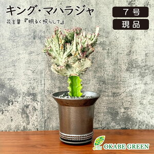 �y�労�ӍՓX���S�i2��10��OFF�z �ϗt�A�� ���[�t�H���r�A �L���O �}�n���W�� �y���i�z �u�����Y���픫 7�� �����A�� ���A�� ���j�� �a���� �h�V �M�t�g �v���[���g ���蕨 �����z���j�� �J