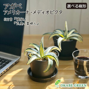 ϗtA  AKx AJ[i fBIsN^ 3.5 vX`bN bsO Mt A lC  A lC j a hV Mtg v[g 蕨 C