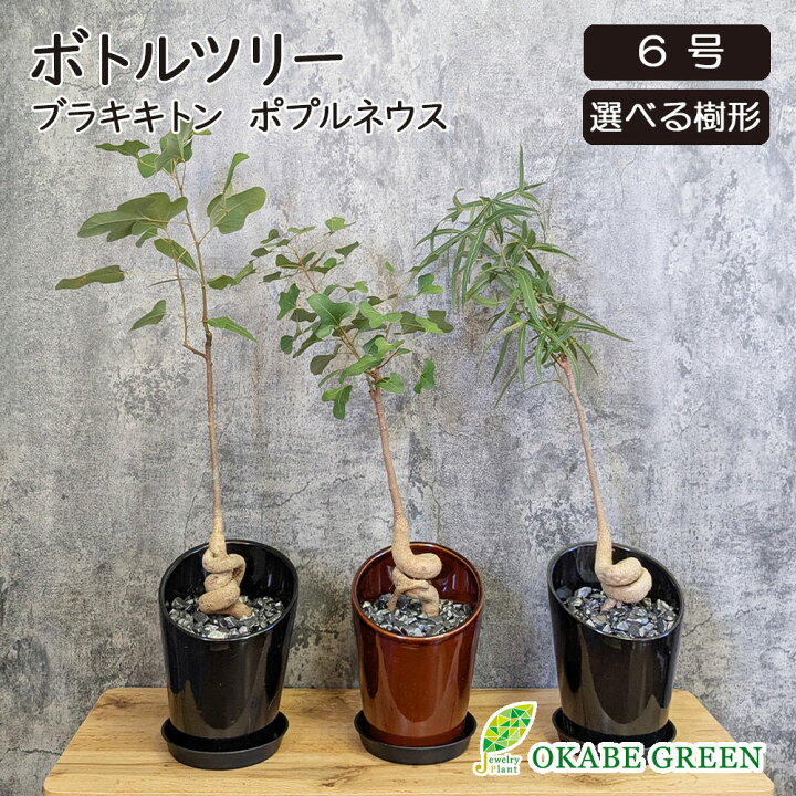 楽天市場】母の日 観葉植物 ボトルツリー ブラキキトン ポプルネウス 