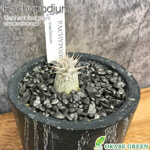 【店内全品2個同時購入10%OFFクーポン配布中】 観葉植物 小さい パキポディウム ロスラーツム 選べる樹形 【現品】 3号 ラッピング無料 黒陶器鉢 ソーサー付 黒デコジャリ小付 多肉植物 塊