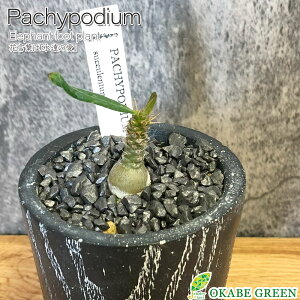 ϗtA  pL|fBE TL^ Iׂ` yiz 3 bsO 픫 \[T[t fRWt A 򍪐A 1_ j a hV Mtg v